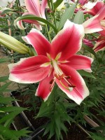 [5187 Flashpoint VWS No02.JPG]